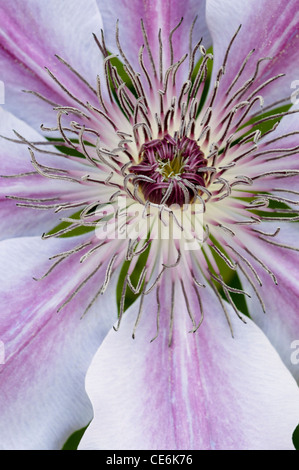 CLEMATIS NELLY MOSER Foto Stock