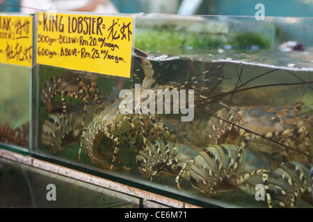 Re aragoste in un ristorante acquario, Kota Kinabalu Foto Stock