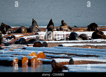 I leoni di mare presso il Craig Bay cantiere di registrazione, Nanoose Bay Isola di Vancouver BC. SCO 7876. Foto Stock