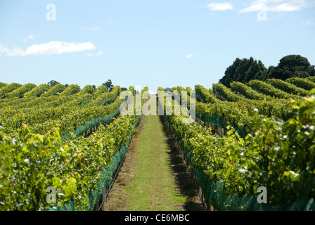 Filari di viti in una vigna sul Southern Highlands del Nuovo Galles del Sud, Australia Foto Stock