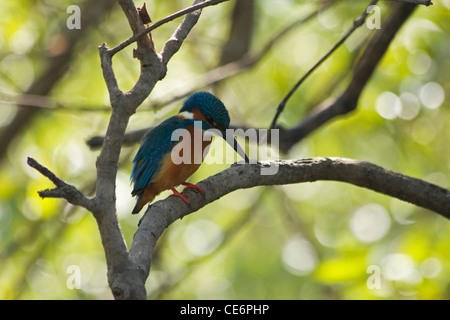 Un Kingfisher attende la preda su un ramo al di sopra di un fiume in Palolem, Goa, India Foto Stock