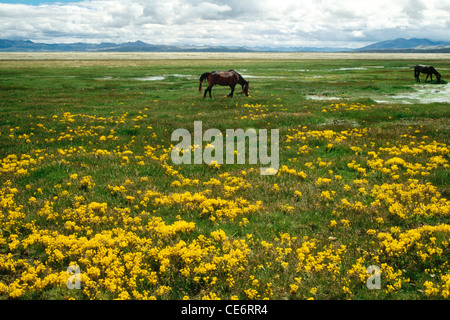 Fiori di colore giallo su verde pascolo cavalli al pascolo sulle rive del lago mansarovar kailash trek tibet cina Foto Stock