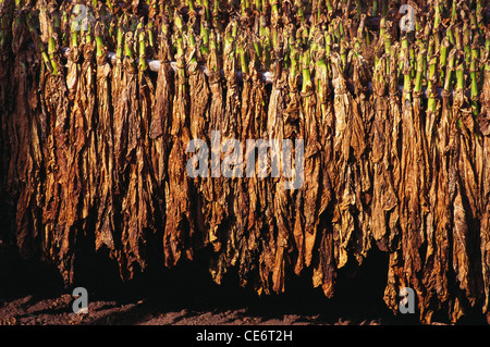 MAA 85890 : raccolte le foglie di tabacco che vengono essiccati al sole ; india Foto Stock