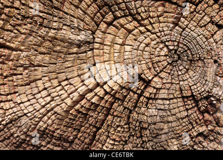 Età di legno cerchi di linee di trama sezione trasversale Foto Stock