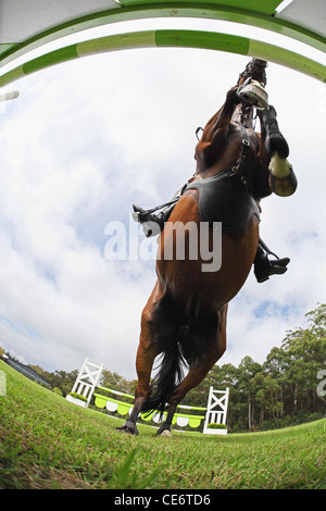 Horse Jumping ostacolo, direttamente al di sotto Foto Stock