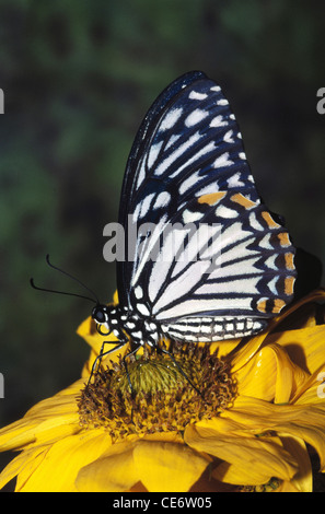 IKA 83276 : indian Mime comuni farfalla posata sul girasole india Foto Stock