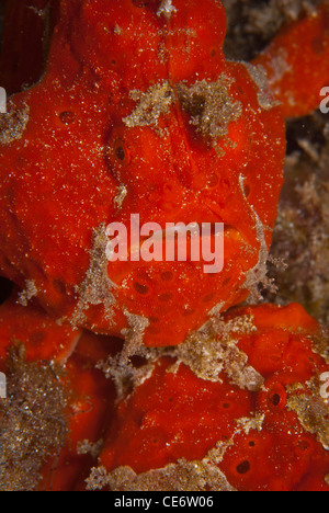 Una coppia di dipinte di rosso pesce rana cercando come un grande pezzo di spugna da Indonesia Sulawesi Bunaken Marine Park Foto Stock