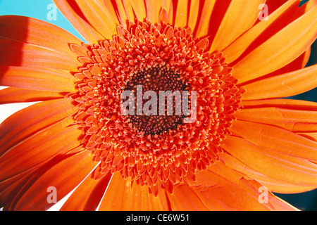 Piante a margherita transvaali ; guardaroba di fiori di Gerbera arancio ; Foto Stock