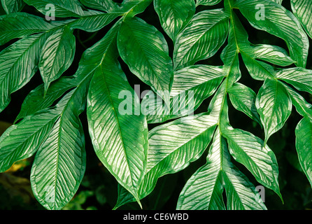 RHS 86050 : foglia verde lascia la progettazione grafica schema astratto doublespread sfondo Foto Stock