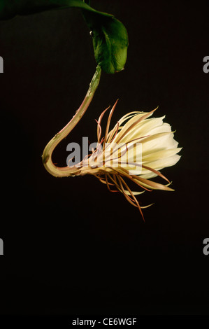 Bianco Brahma Kamal foglia di fiore foglie pianta fiore fase quattro Saussurea oblata su sfondo nero Foto Stock