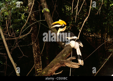 VIT 83415 : great indian hornbill uccello Buceros simum Foto Stock