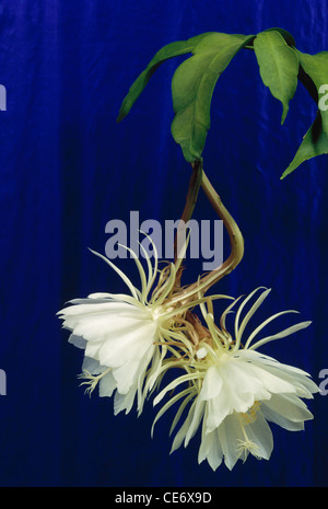 STP 86145 : Epiphyllum Oxypetalum flower regina della notte su sfondo blu Foto Stock