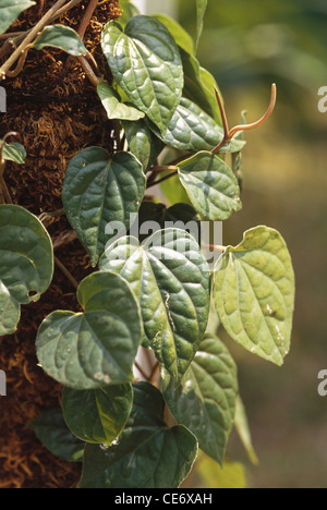 HMA 83569 : indiano pepe lunghe foglie foglia piper longum pimpali pianta medicinale Foto Stock