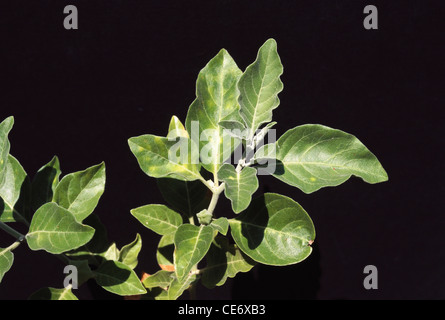 Maa 83522 : ashwagandha inverno Cherry leaf foglie albero impianto Foto Stock
