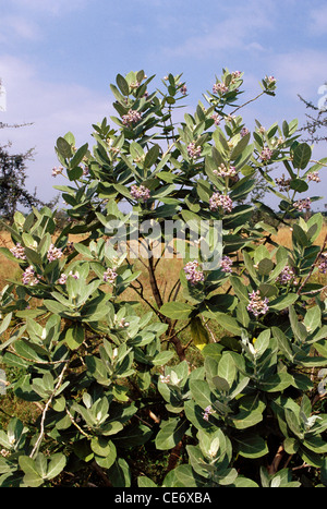 Albero di Madar ; linn di Calotropis gigantea ; mungitura ; mela di Sodoma, mela di Sodoma, albero di Kapok, cespuglio di gomma, albero di gomma, india , asia Foto Stock