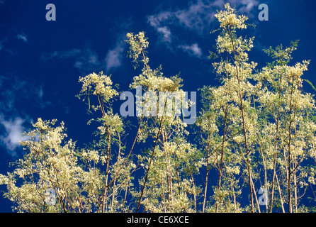 MAA 83539 : Rafano coscia albero albero Moringa Oleifera Foto Stock