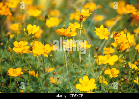 Fiori gialli del Cosmo ; india ; asia Foto Stock