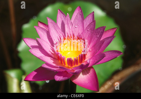 Gocce di rugiada su fiore rosa di loto ; Nelumbo nucifera ; fiore indiano di loto ; fiore sacro di loto ; fagiolo indiano ; fagiolo egiziano ; India ; Asia Foto Stock