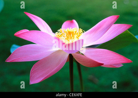 Fiore di loto rosa ; Nelumbo nucifera ; fiore di loto indiano ; fiore di loto sacro ; fiore di fagiolo indiano ; fiore di fagioli egiziano ; India ; Asia Foto Stock