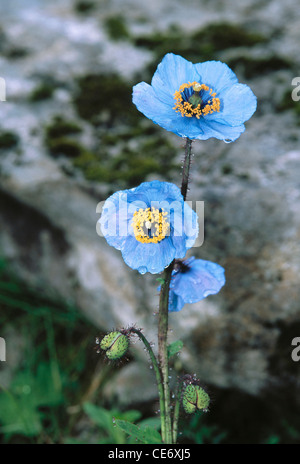 Fiore dell'Himalaya Blue Poppy ; Meconopsis betonicifolia ; valle del fiore ; uttaranchal ; uttarakhand ; india ; asia Foto Stock