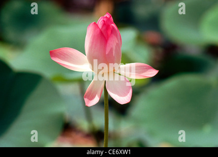 loto indiano, loto sacro, fagiolo indiano, fagiolo egiziano, fiore rosa di loto nello stagno ; Nelumbo nucifera ; india ; asia Foto Stock
