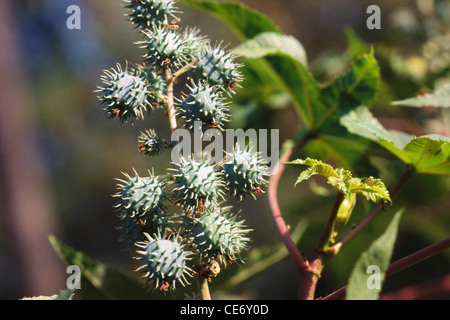 HMA 83606 : thorn apple Jimson Weed Datura stramonium dhatura farmaco ad albero impianto Foto Stock