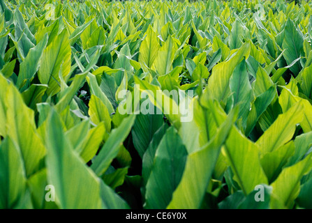 Foglie di pianta curcuma campo di coltivazione ; Curcuma longa ; india ; asia Foto Stock