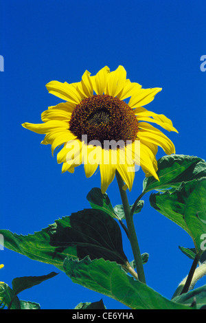 Il servizio SNS 86353 : giallo girasole foglie verde blu cielo Foto Stock