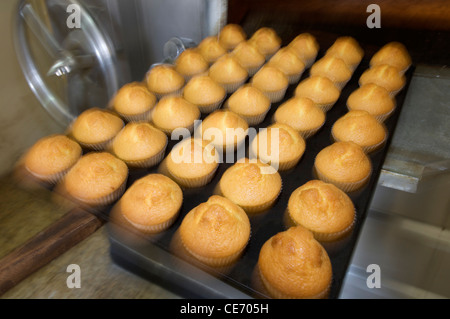 Grande gruppo di Muffin appena sfornati Foto Stock