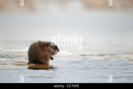 Svernamento muskrat (Ondatra zibethicus) sul bordo del ghiaccio . Il primo gelate, sul fiume vi è un ghiaccio. La Russia. Volkhov Foto Stock