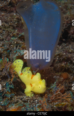 Un bambino piccolo pesce rana avvistata in Aba punto lungo la costa settentrionale dell'isola di Sulawesi. Si tratta di un giallo Rana pescatrice presenta verrucosa. Indonesia Foto Stock