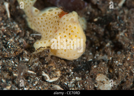 Una crema gialla colore dipinto giovanile pesce rana trovato sulla sabbia nera di Tiwoho, nel Bunaken Nationa Park,Manado, Indonesia Foto Stock