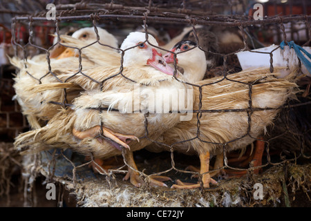 Caged Anatre in vendita presso il mercato di Dalat Vietnam Foto Stock