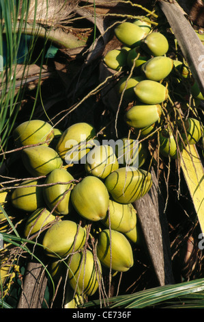 Palme da cocco ; Cocos nucifera ; kerala ; india ; asia Foto Stock