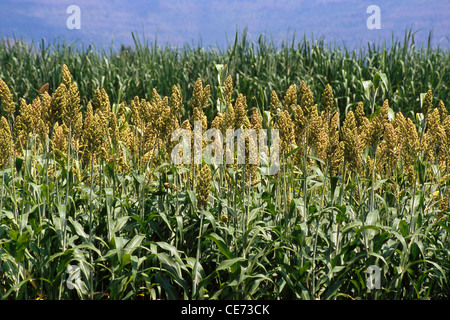 Pianta di sorgo ; coltura di Jowar ; fattoria di Jawar ; campo di Jawar ; satara ; Maharashtra ; india ; asia Foto Stock