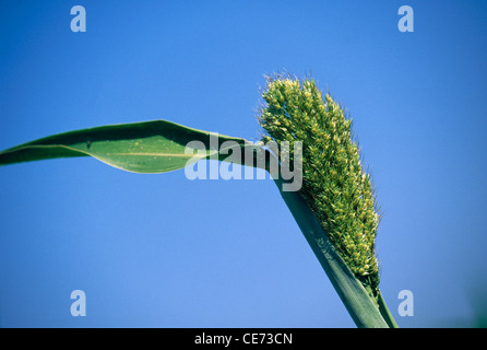 Sorgo ; Jowar ; Jawar farm ; Jawar Field ; sholapur ; Maharashtra ; india ; asia Foto Stock