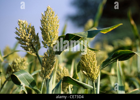 Pianta di sorgo ; coltura di Jowar ; fattoria di Jawar ; famiglia graminae sorgo vulgare ; india ; asia Foto Stock
