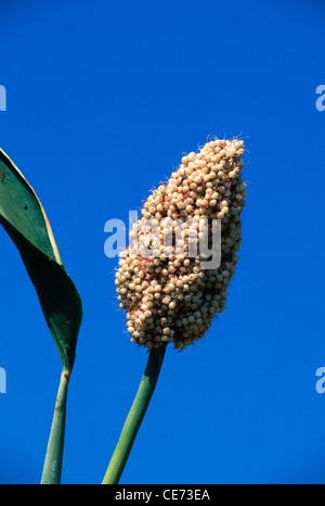 Sorgo; Jowar; Jawar; Jawar; Jawar; sholapur; Maharashtra; india; asia Foto Stock