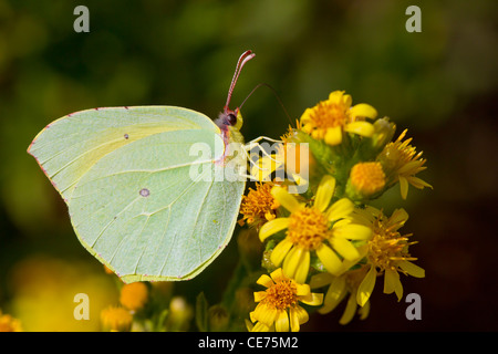 Cleopatra Gonepteryx cleopatra, butterfly, Minorca, Isole Baleari, Spagna, ottobre 2011. Foto Stock