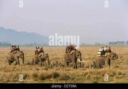 Il servizio SNS 83017 : turisti su elefanti indiani di safari nel parco nazionale di Kaziranga assam India Foto Stock