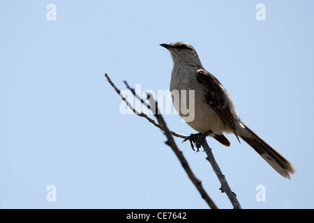 Chalk-browed Mockingbird (Mimus saturnino modulatore) a Buenos Aires riserva ecologica a Buenos Aires, Argentina. Foto Stock