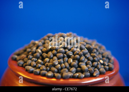 Lenticchie nere intere ; urad dal ; grammo nero ; lente culinaris in vaso di terra su sfondo blu Foto Stock