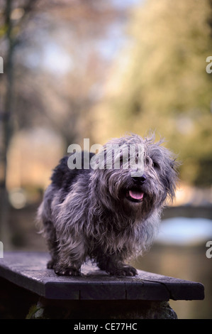 Un wet Glen of Imaal Terrier cane noto anche come Wicklow Terrier REGNO UNITO Foto Stock