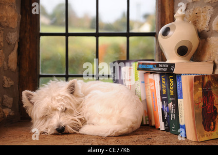 Un West Highland White Terrier cane dormire su un davanzale in un home UK Foto Stock