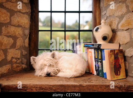 Un West Highland White Terrier cane dormire su un davanzale in un home UK Foto Stock