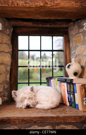 Un West Highland White Terrier cane dormire su un davanzale in un home UK Foto Stock