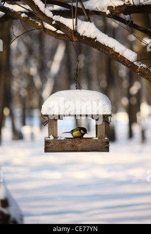 Cincia vicino all'alimentatore in una winter park Foto Stock