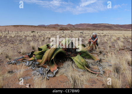 "Fossile vivente" impianti Welwitschia mirabilis,Size in confronto con quella di una donna caucasica. Il Cratere Messum. Damaraland, Namibia Foto Stock