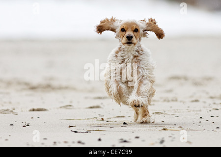 Cocker correre sulla spiaggia, Cape Cod Foto Stock