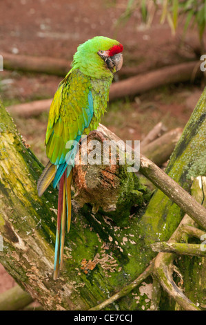 Grande Green Macaw, Ara ambiguus appollaiato su un registro marcio Foto Stock